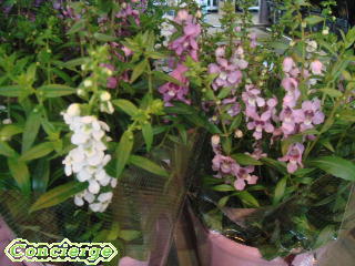 アンゲロニア セレナ 鉢花 育て方 楽しみ方 花と緑のコンシェルジュ