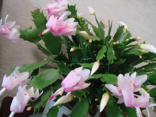 シャコバサボテン 鉢花 育て方 楽しみ方 花と緑のコンシェルジュ