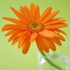 オレンジ色の花が心と体に及ぼす効果 花と緑のコンシェルジュ