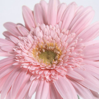 ピンク色の花が心と体に及ぼす効果 花と緑のコンシェルジュ