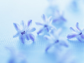 青色の花が心と体に及ぼす効果 花と緑のコンシェルジュ