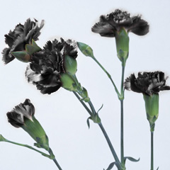 黒い花